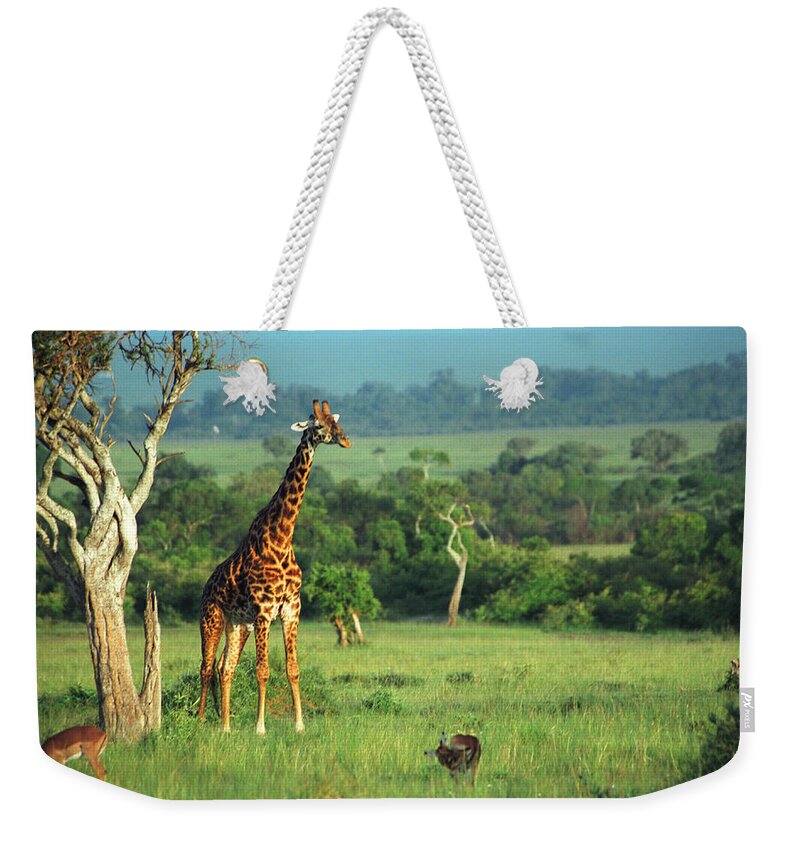 Giraffe Weekender Tote Bag featuring the photograph Giraffe by Sebastian Musial