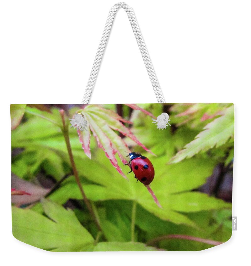 Ladybug Weekender Tote Bag featuring the photograph Ladybug #3 by Cesar Vieira