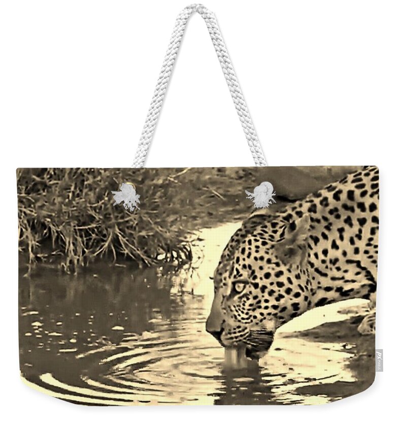 Leopard Weekender Tote Bag featuring the photograph Lapping Leopard #3 by Gini Moore
