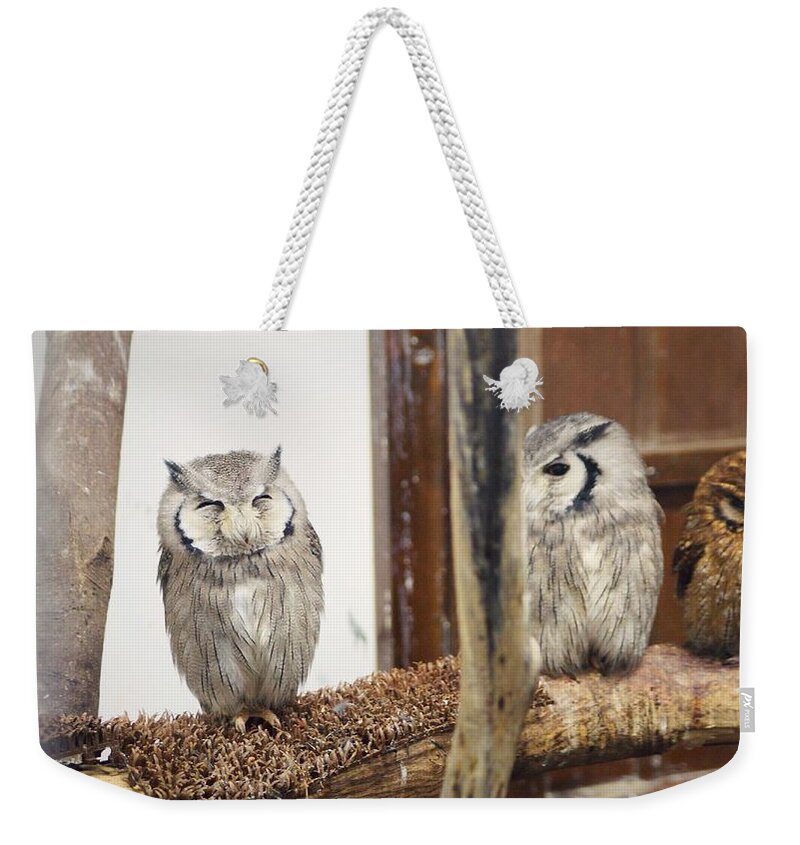 Kobe Animal Kingdom Weekender Tote Bag featuring the photograph Owl #3 by Takaaki Yoshikawa