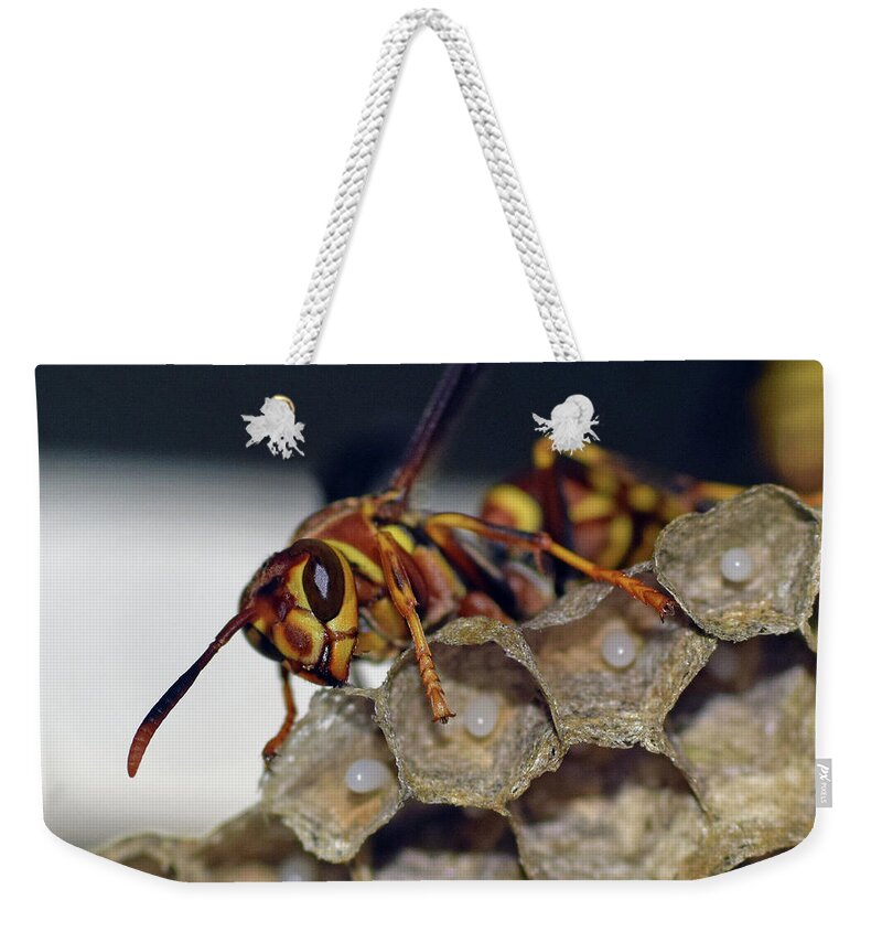 Photograph Weekender Tote Bag featuring the photograph Paper Wasp #3 by Larah McElroy