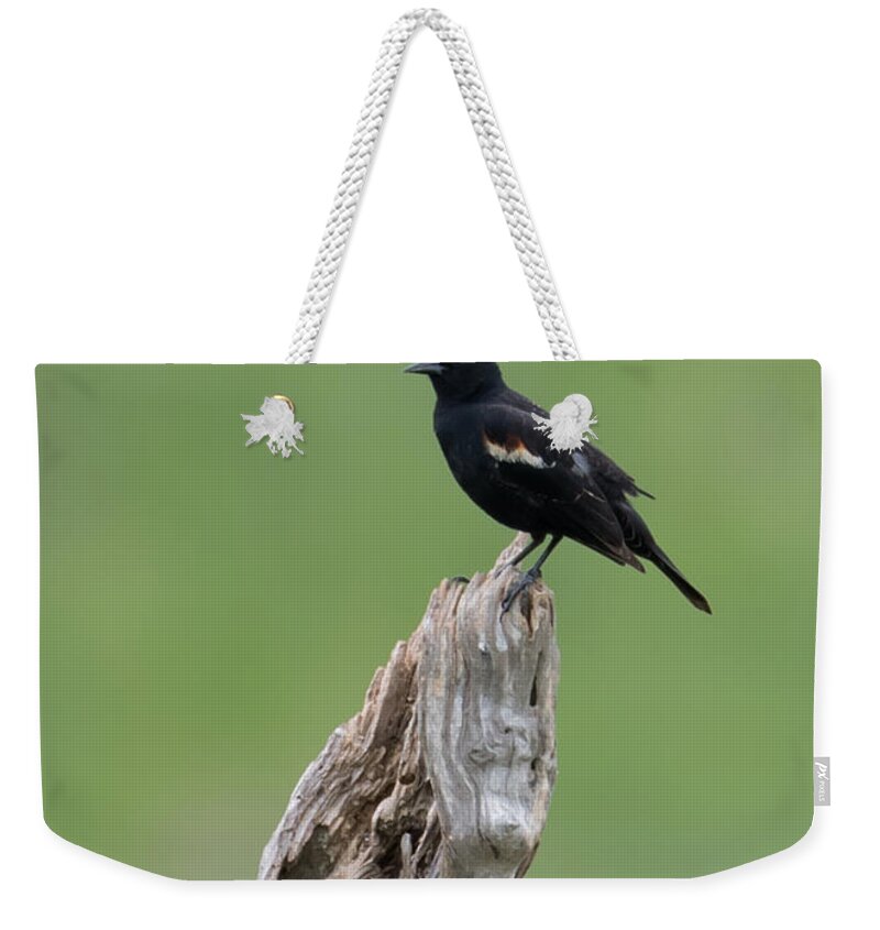 Red-winged Blackbird Weekender Tote Bag featuring the photograph Red-Winged Blackbird #3 by Holden The Moment