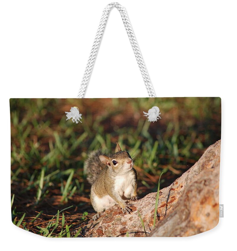 Squirell Weekender Tote Bag featuring the photograph 3- Squirrel by Joseph Keane