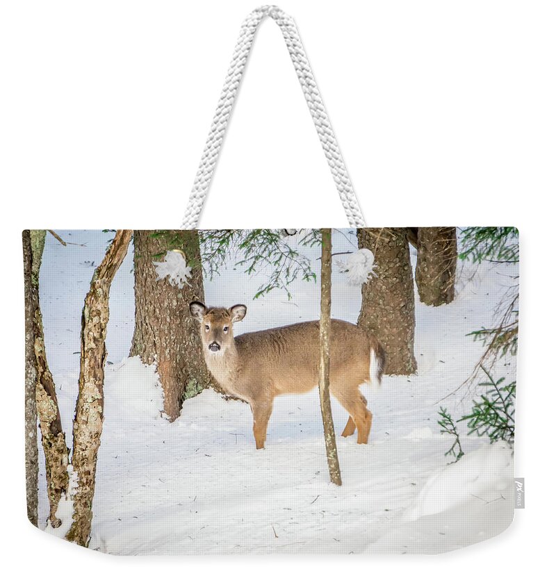 White Weekender Tote Bag featuring the photograph White Tailed Deer Seeking Food In Snow #3 by Alex Grichenko