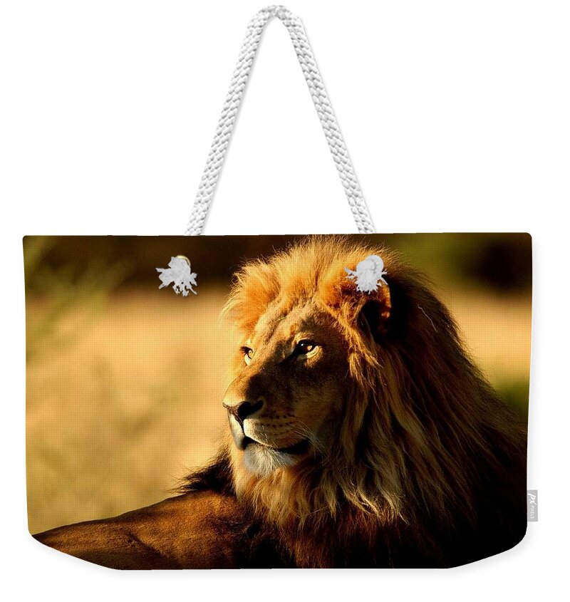 Lion Weekender Tote Bag featuring the photograph Lion #31 by Jackie Russo