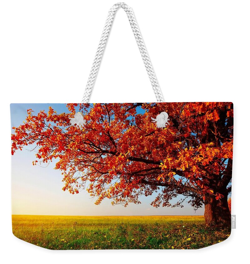Tree Weekender Tote Bag featuring the photograph Tree #31 by Mariel Mcmeeking