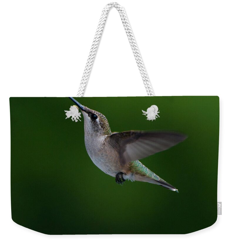 Hummers Weekender Tote Bag featuring the photograph Female Ruby Throated Hummingbird #4 by Brenda Jacobs