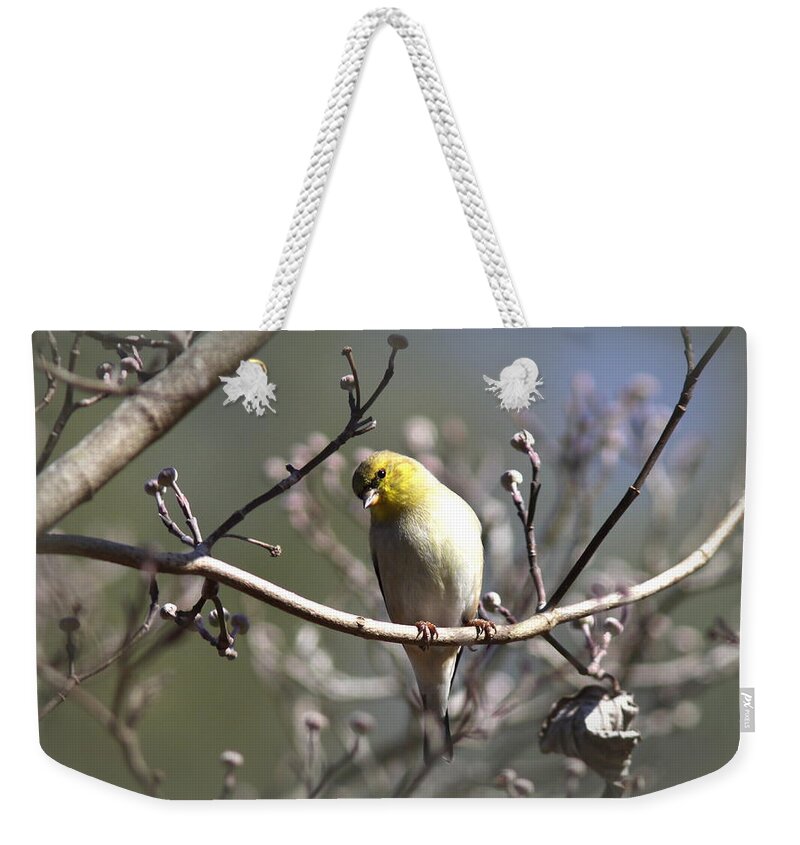  American Goldfinch Weekender Tote Bag featuring the photograph IMG_0001 - American Goldfinch #4 by Travis Truelove