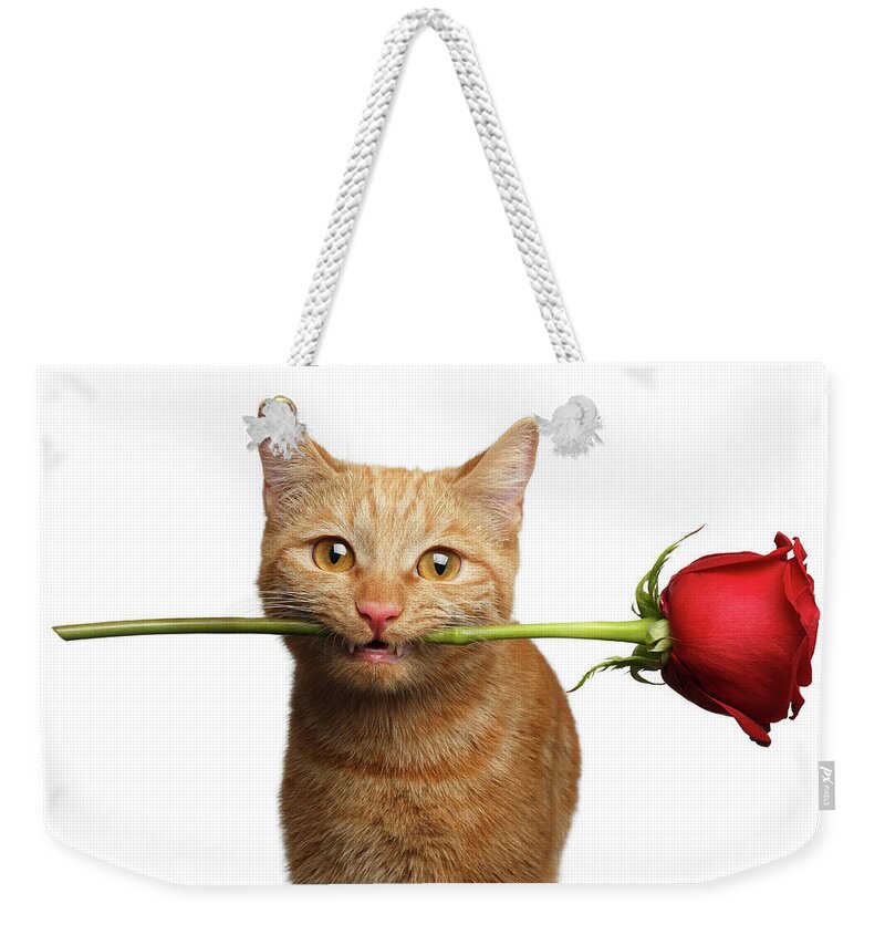 Cat Weekender Tote Bag featuring the photograph Portrait of ginger cat brought rose as a gift by Sergey Taran