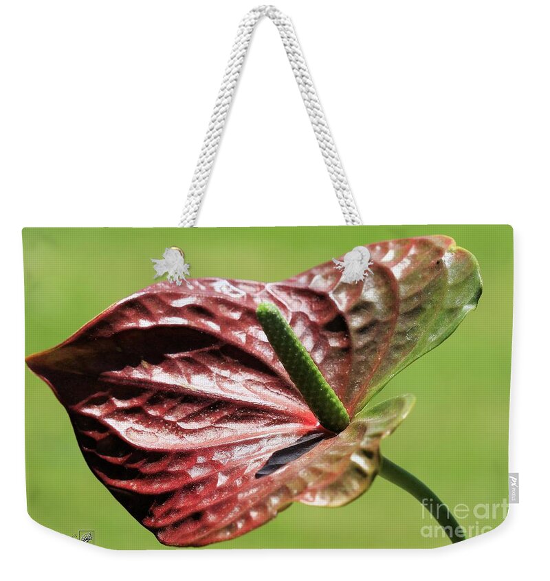 Mccombie Weekender Tote Bag featuring the photograph Red Peace Lily #3 by J McCombie