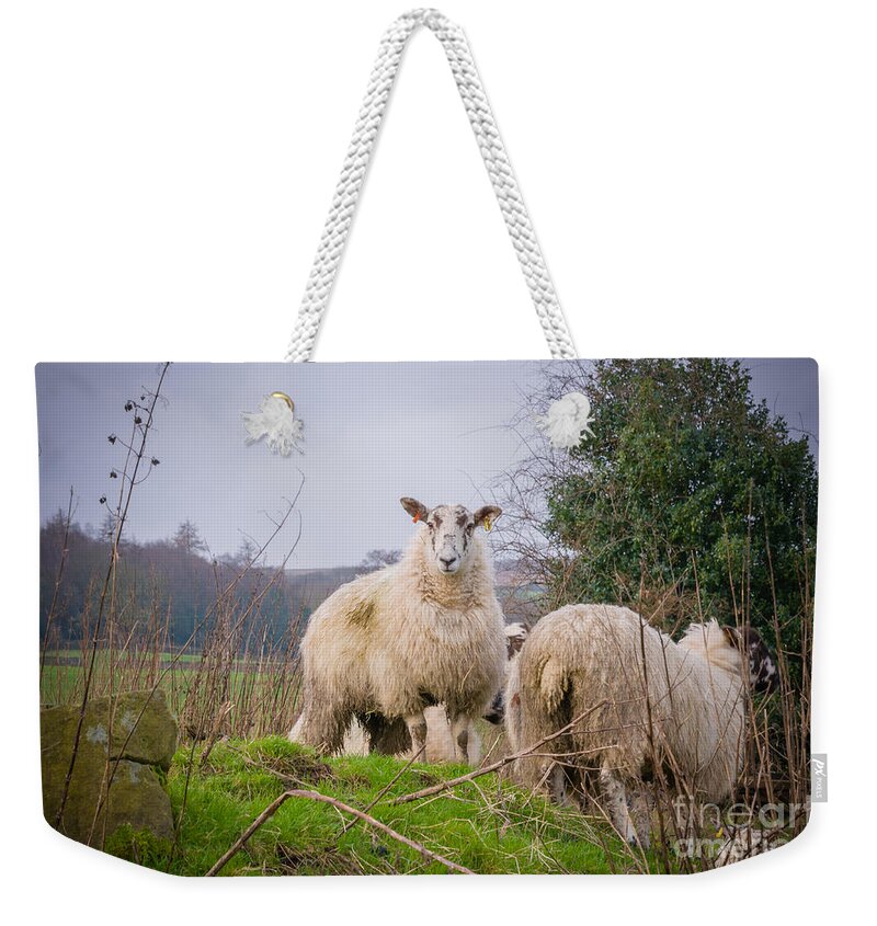 Blubberhouses Weekender Tote Bag featuring the photograph Sheep by Mariusz Talarek