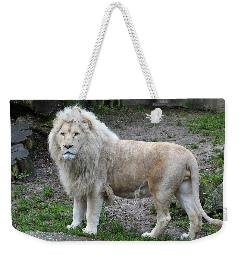 White Lion Weekender Tote Bag featuring the photograph White Lion #4 by Jackie Russo