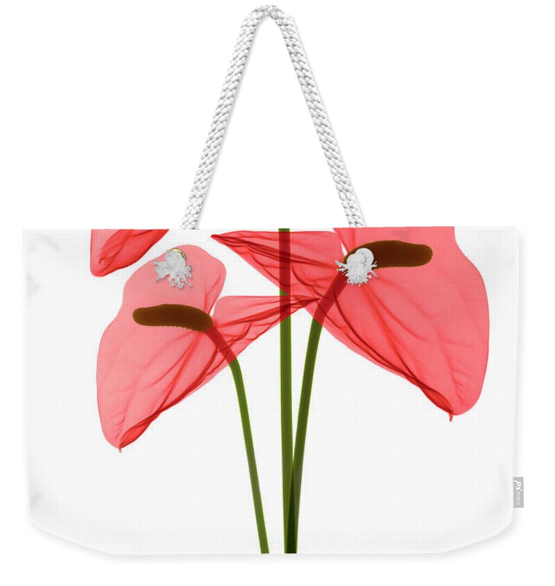 Science Weekender Tote Bag featuring the photograph Anthurium Flowers, X-ray #5 by Ted Kinsman