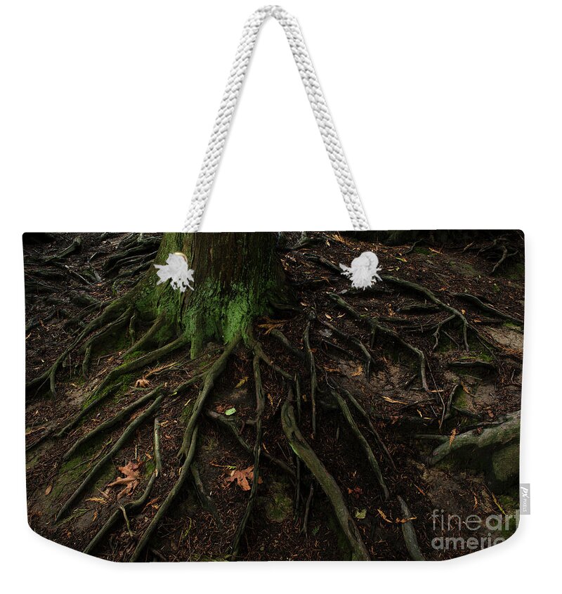 Autumn Weekender Tote Bag featuring the photograph Forest Setting with Close-ups of Tree Roots #5 by Jim Corwin