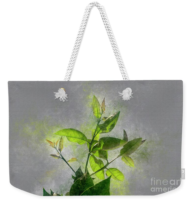Beauty Weekender Tote Bag featuring the photograph Fresh Growth Of Healthy Green Leafs #5 by Humourous Quotes