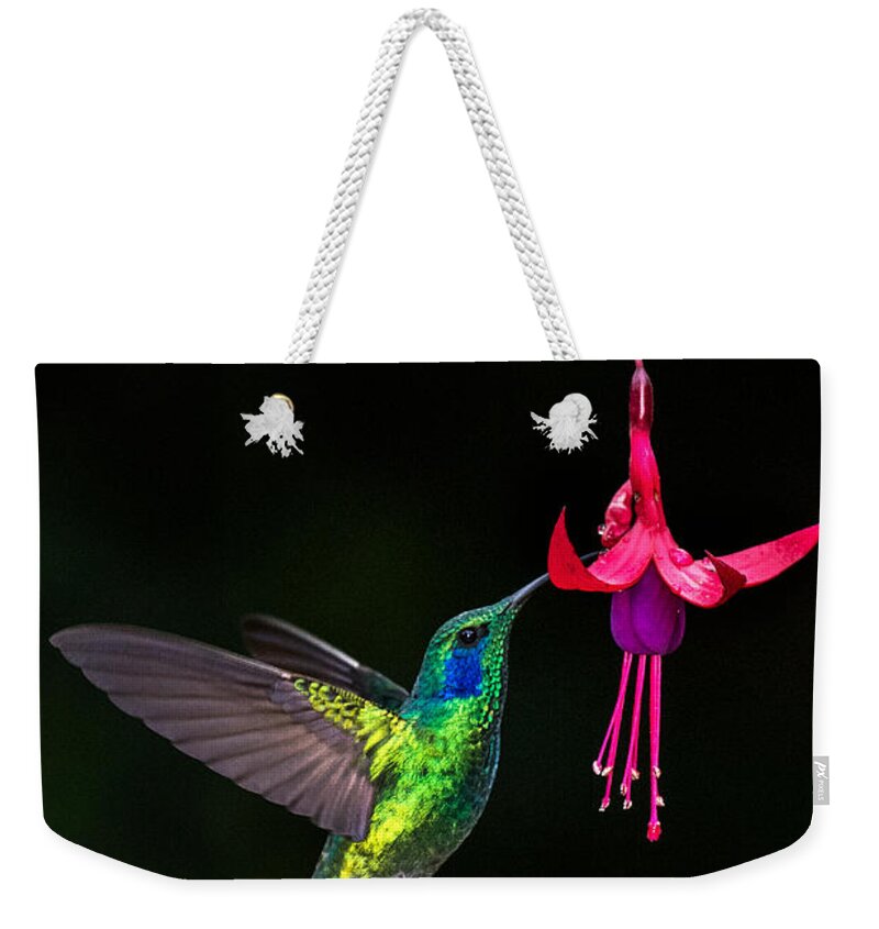Photography Weekender Tote Bag featuring the photograph Green Violetear Colibri Thalassinus #5 by Panoramic Images