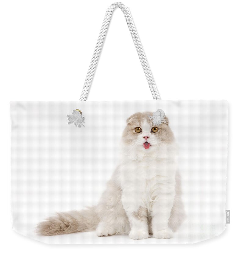 Cat Weekender Tote Bag featuring the photograph Highland Fold Cat #5 by Jean-Michel Labat