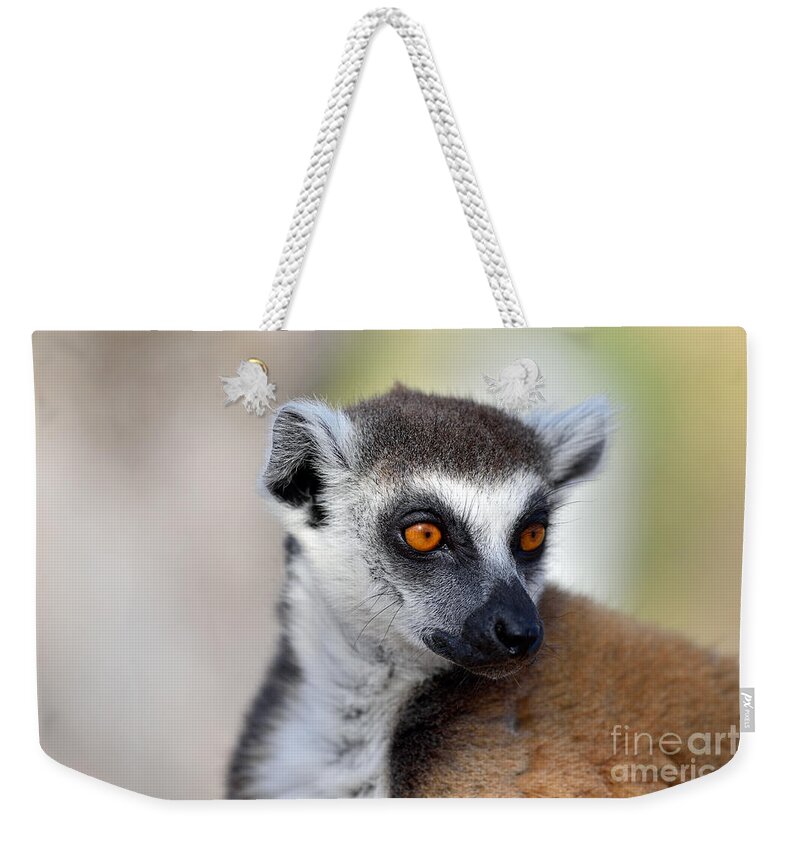 Designs Similar to Ring Tailed Lemur #7