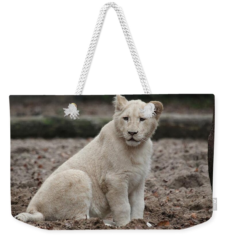 White Lion Weekender Tote Bag featuring the photograph White Lion #5 by Jackie Russo
