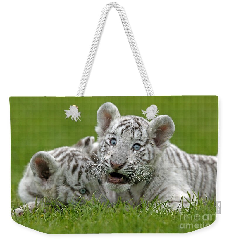 Animal Weekender Tote Bag featuring the photograph White Tiger Panthera Tigris #5 by Gerard Lacz