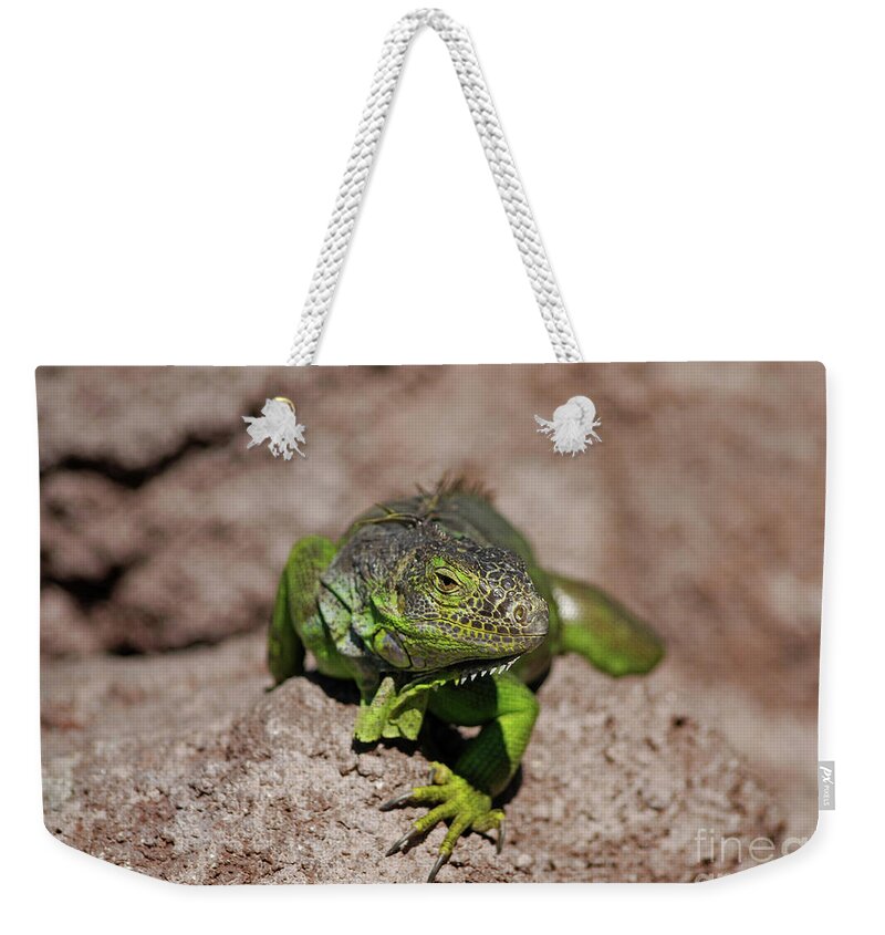Green Iguana Weekender Tote Bag featuring the photograph 52- Green Iguana by Joseph Keane