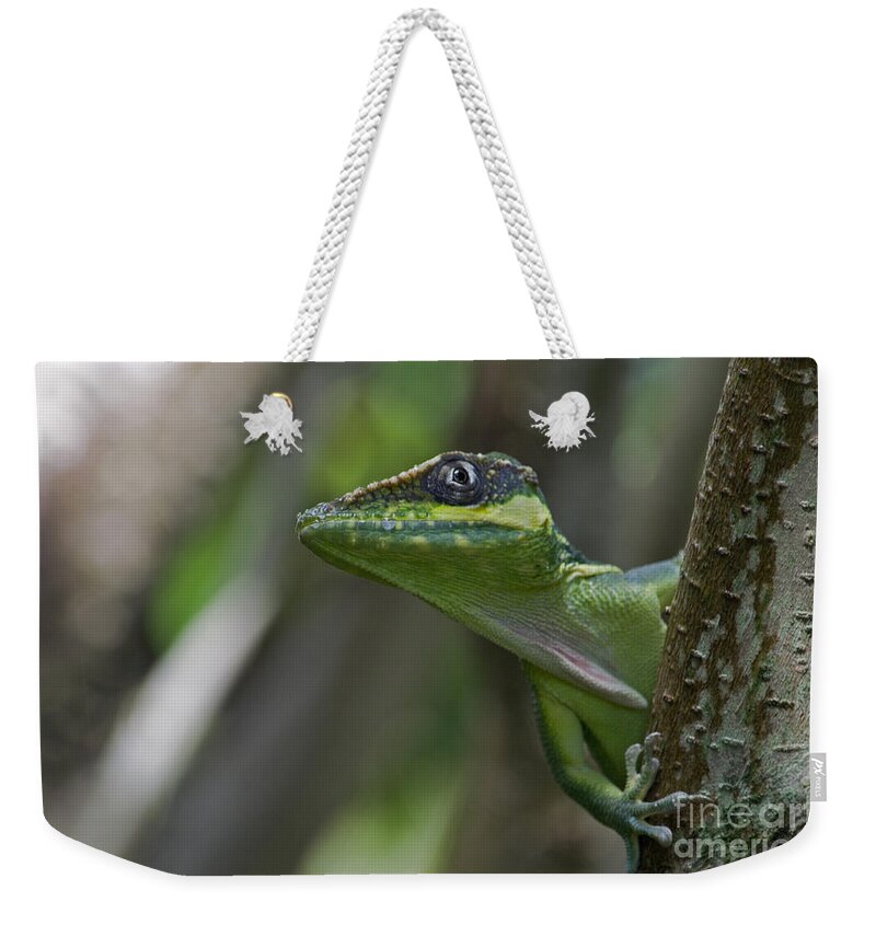 Cuban Knight Anole Weekender Tote Bag featuring the photograph 57- Cuban Knight Anole by Joseph Keane