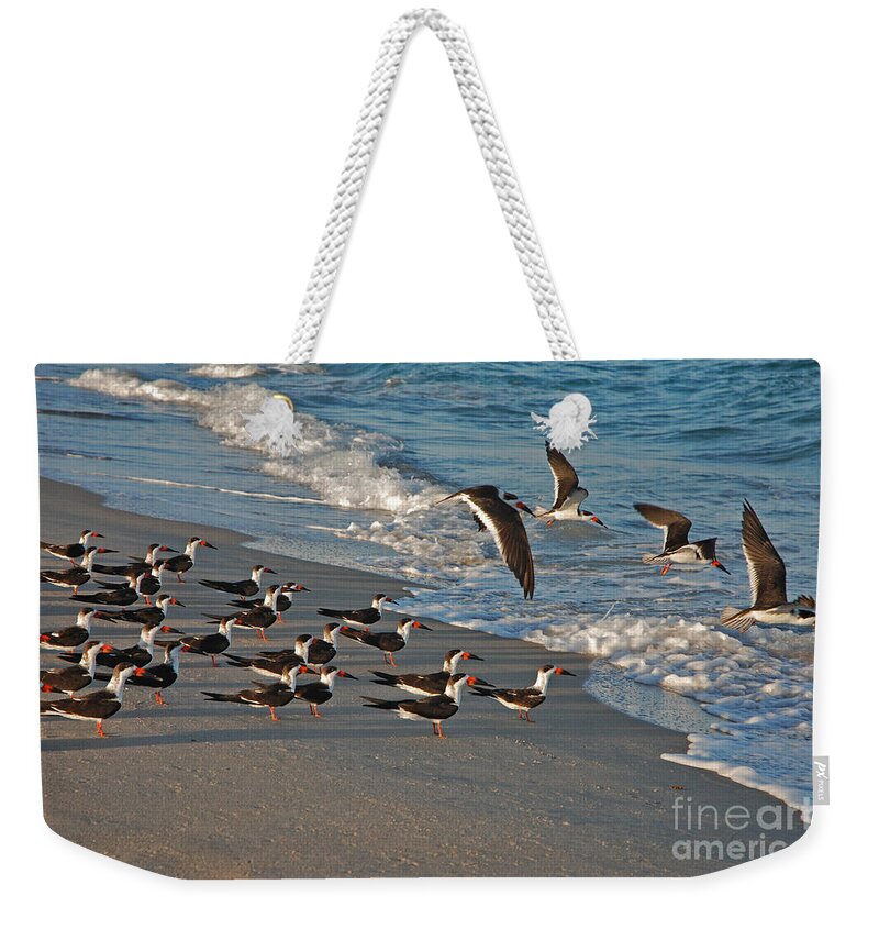 Black Skimmers Weekender Tote Bag featuring the photograph 30- Black Skimmers by Joseph Keane