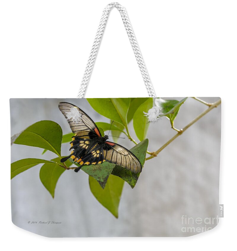 Butterfly Wonderland Weekender Tote Bag featuring the photograph Butterfly #1 by Richard J Thompson
