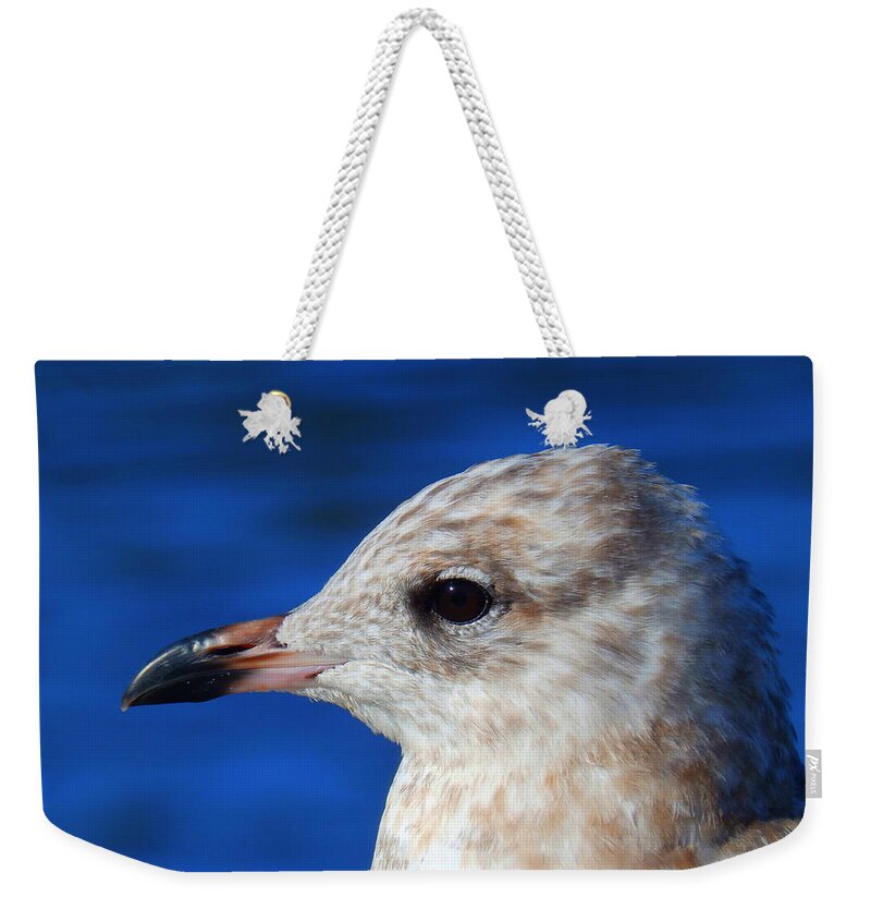 Seagull Weekender Tote Bag featuring the photograph Gaze #7 by Zinvolle Art