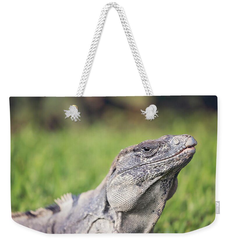 Animal Weekender Tote Bag featuring the photograph Iguana by Peter Lakomy