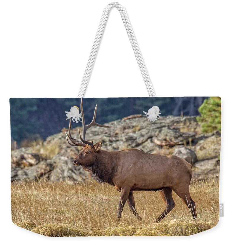 Bull Elk Weekender Tote Bag featuring the photograph 6 X 1 Loser Bull Elk by Ronald Lutz