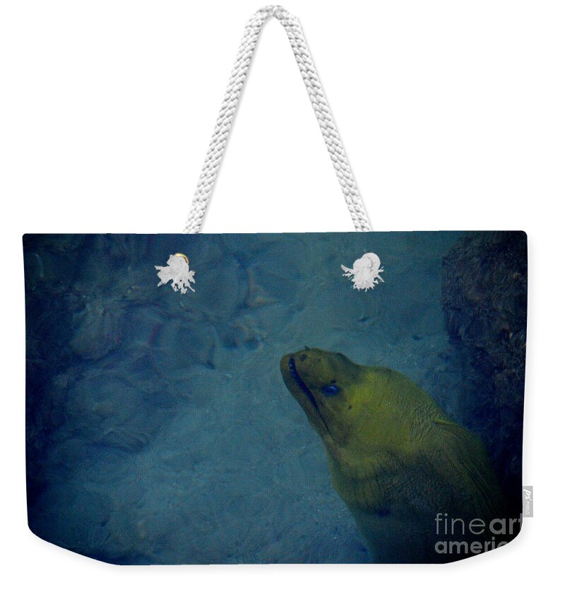 Moray Eel Weekender Tote Bag featuring the photograph 68- Moray eel by Joseph Keane