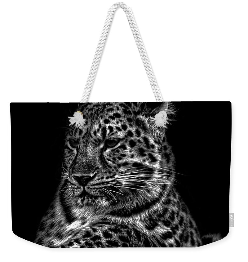 Amurleopard.leopards Weekender Tote Bag featuring the photograph Amur Leopard #7 by Martin Newman