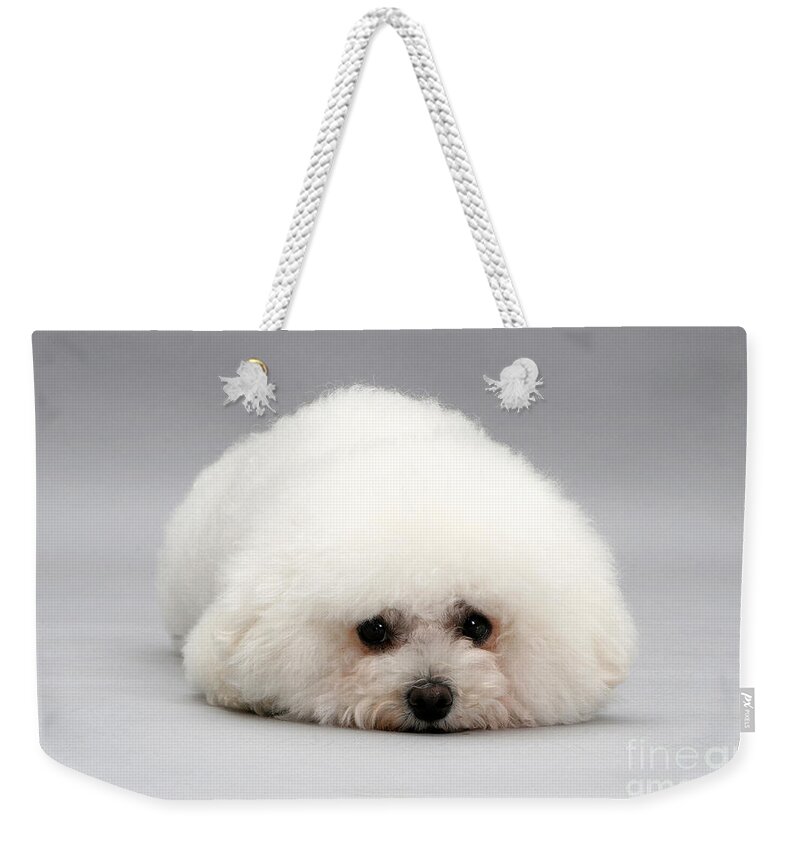 Dog Weekender Tote Bag featuring the photograph Bichon Frise #7 by Jane Burton