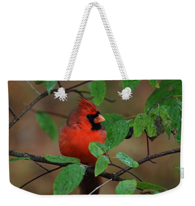 Northern Cardinal Weekender Tote Bag featuring the photograph Northern Cardinal #7 by Perry Van Munster