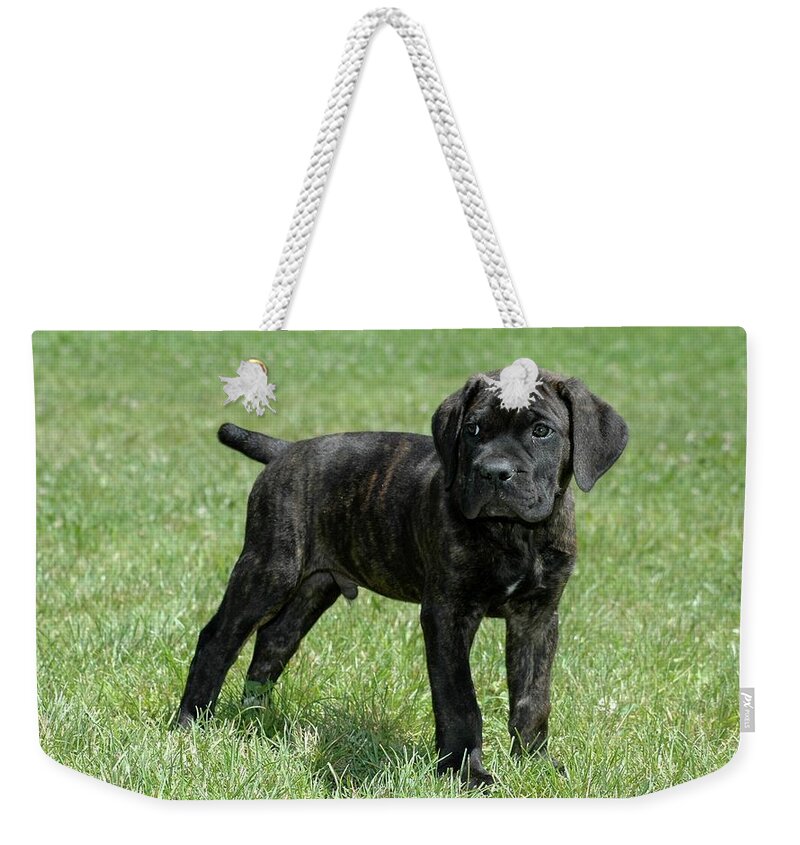 Puppy Weekender Tote Bag featuring the digital art Puppy #7 by Super Lovely