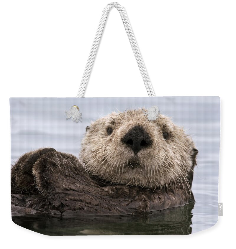 00429873 Weekender Tote Bag featuring the photograph Sea Otter Elkhorn Slough Monterey Bay by Sebastian Kennerknecht