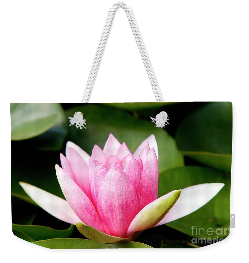 Lily Weekender Tote Bag featuring the photograph Waterlily #7 by Michal Boubin