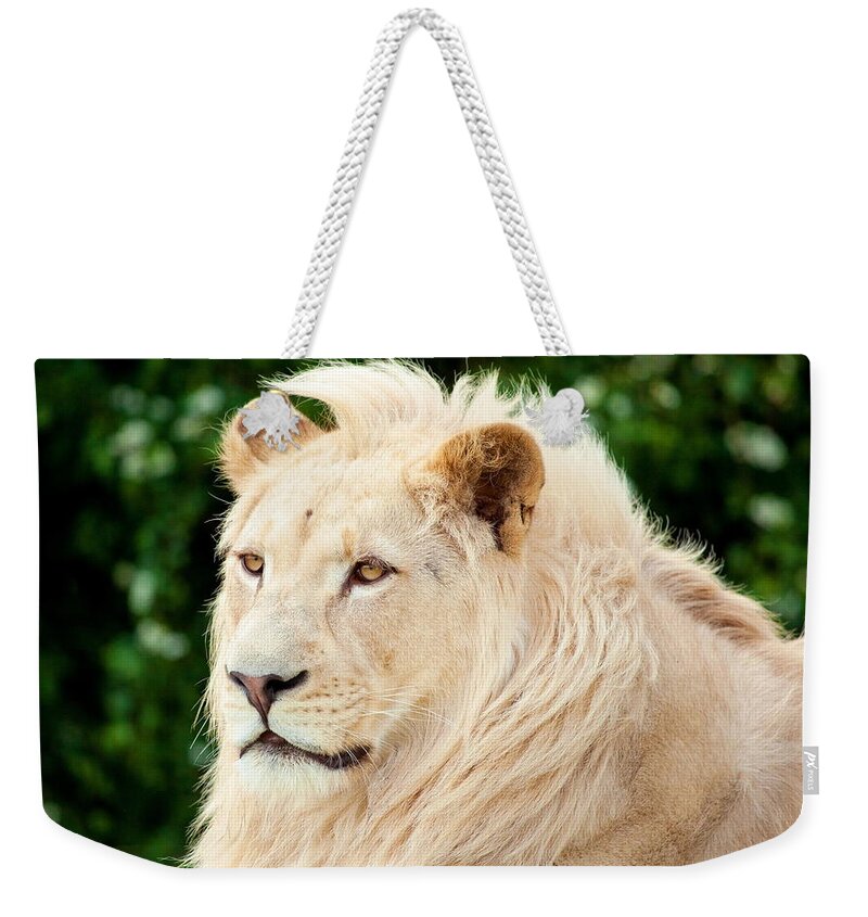 White Lion Weekender Tote Bag featuring the photograph White Lion #7 by Jackie Russo
