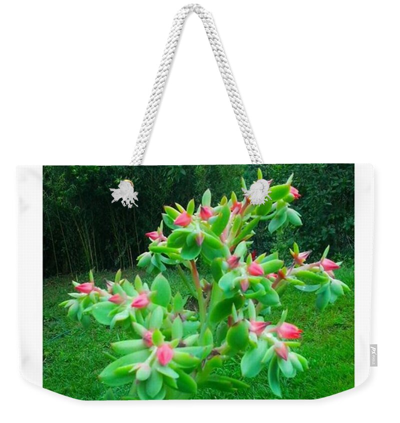 Succulent Weekender Tote Bag featuring the photograph Instagram Photo #761459631417 by David Cardona