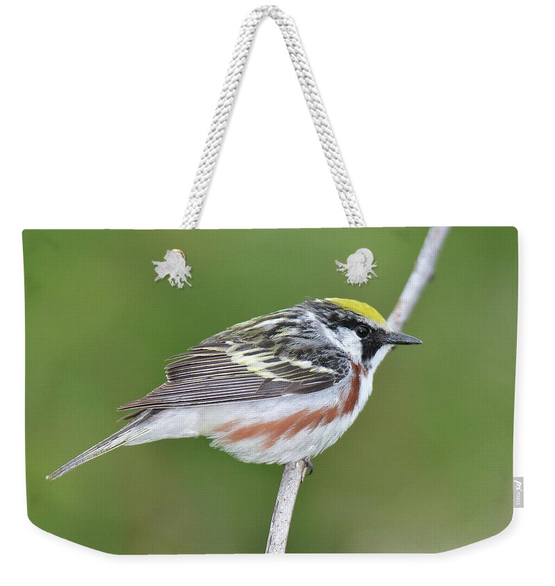 Bird Weekender Tote Bag featuring the photograph Chestnut-sided Warbler #8 by Alan Lenk