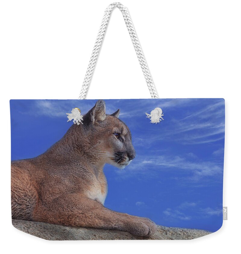 Animal Weekender Tote Bag featuring the photograph Mountain Lion #8 by Brian Cross