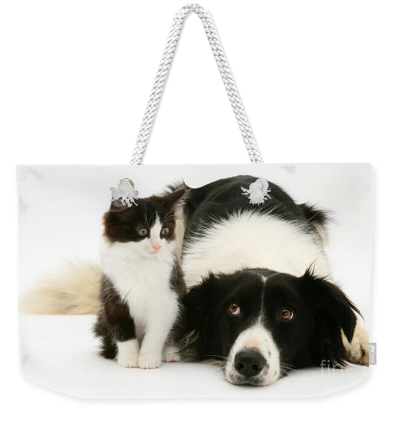 Domestic Weekender Tote Bag featuring the photograph Border Collie And Kitten #9 by Jane Burton
