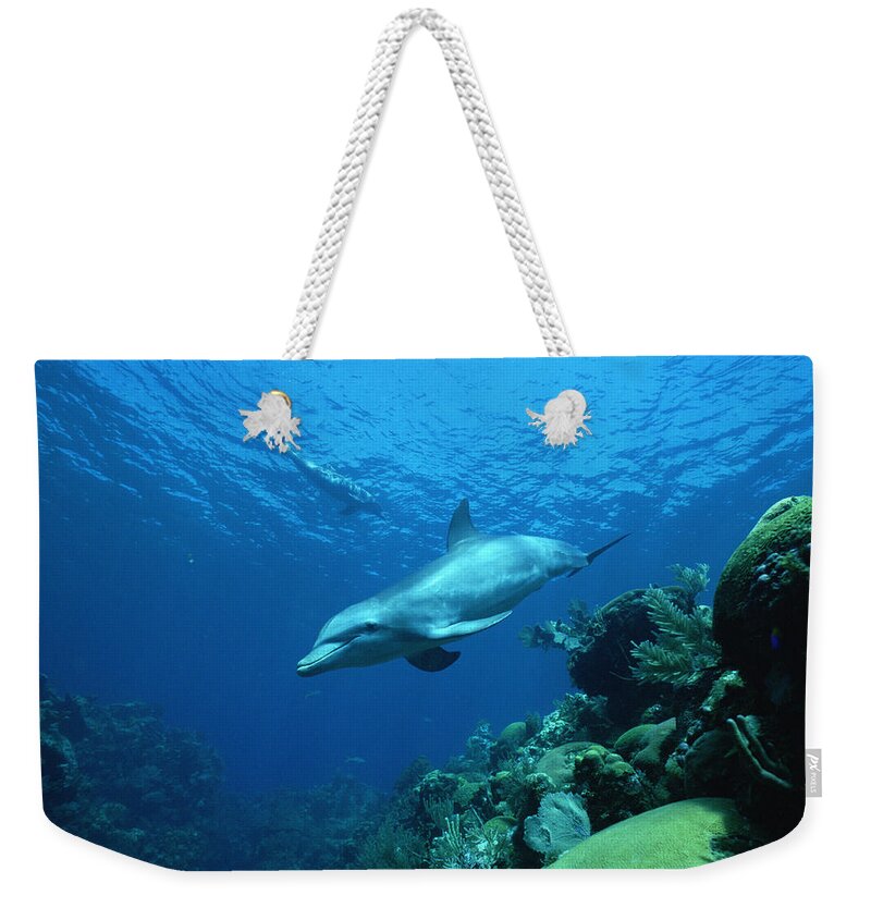 Mp Weekender Tote Bag featuring the photograph Bottlenose Dolphin Tursiops Truncatus #9 by Konrad Wothe