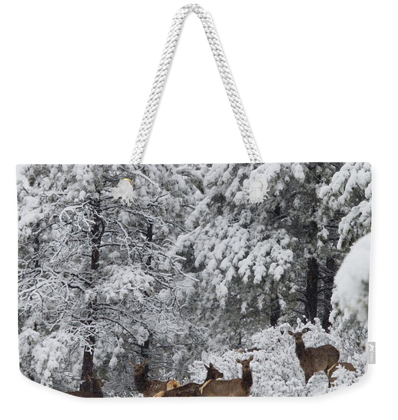 Elk Weekender Tote Bag featuring the photograph Elk in Deep Snow in the Pike National Forest #9 by Steven Krull