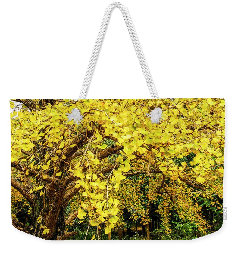 Yellow Weekender Tote Bag featuring the photograph Ginkgo trees in autumn #9 by Carl Ning
