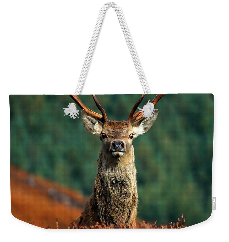 Red Deer Stag Weekender Tote Bag featuring the photograph Red deer stag #9 by Gavin Macrae