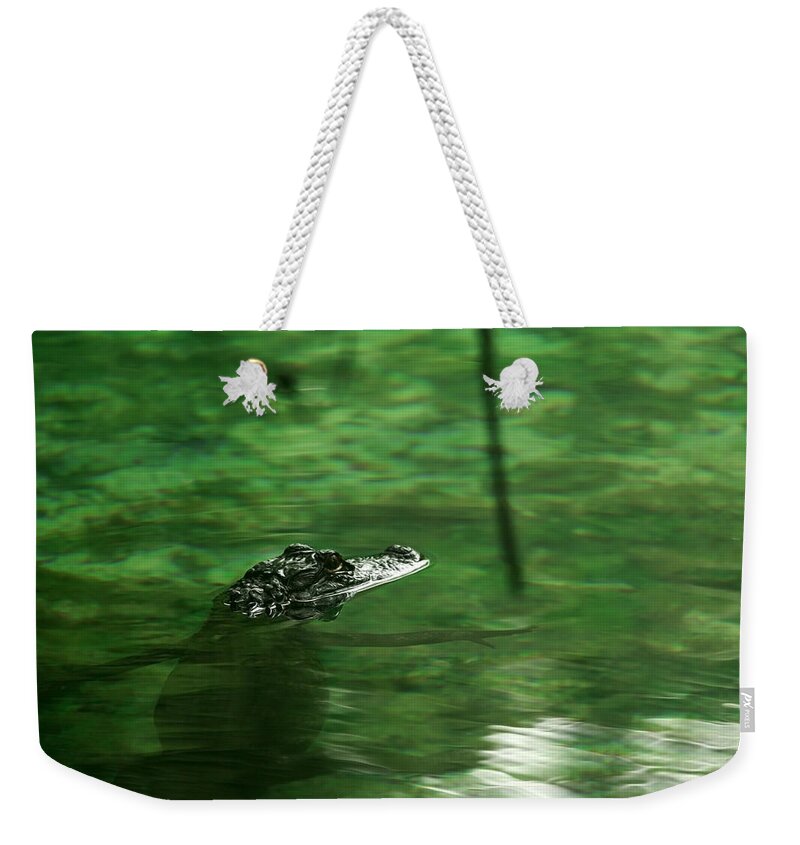 Alligator Weekender Tote Bag featuring the photograph A Baby Alligator Waits by Travis Rogers