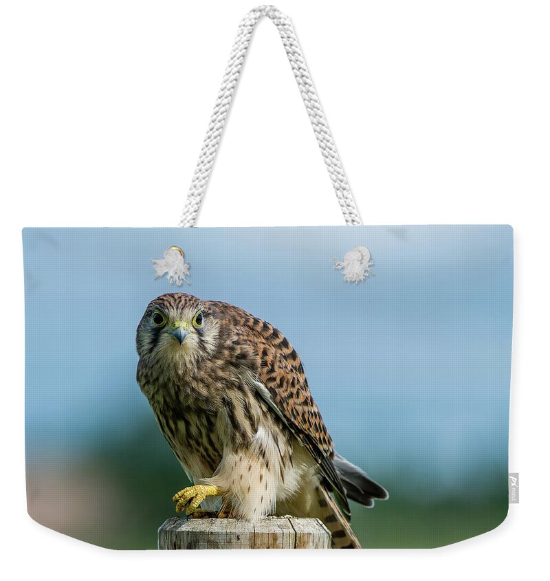 Kestrel Weekender Tote Bag featuring the photograph A beautiful young kestrel looking behind you by Torbjorn Swenelius