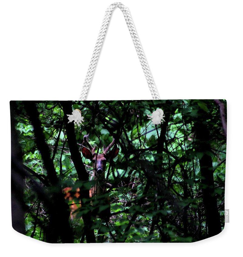 Bucks Weekender Tote Bag featuring the photograph A Buck Peers from the Woods by Bruce Patrick Smith